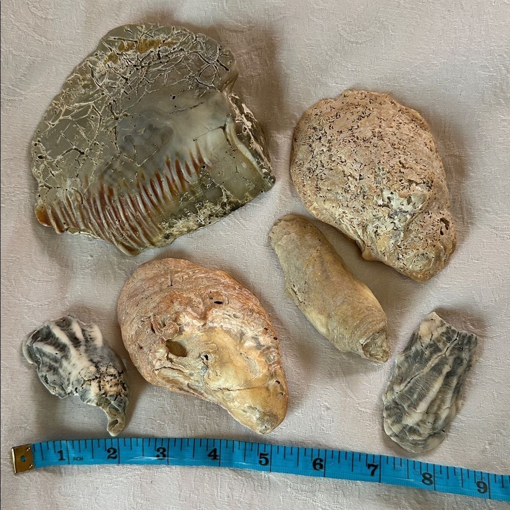 Sea Shells From Bahamas Florida Small Interesting - Picture 9 of 10